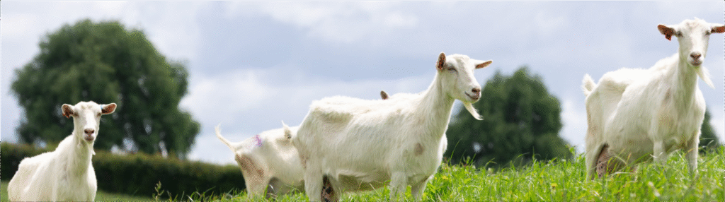 Manfaat Susu Kambing Etawa