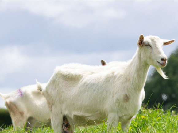 Manfaat Susu Kambing Etawa
