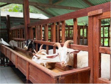 Standar Kebersihan & Kesehatan Ternak di Sahabat Ternak