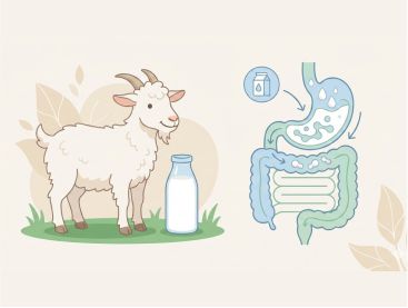 Kenapa Susu Kambing Lebih Mudah Dicerna?