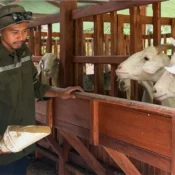 Peran peternak lokal dalam kesuksesan PT Sahabat Ternak Farm