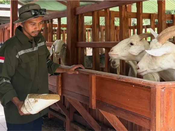 Peran Peternak Lokal dalam Kesuksesan PT. Sahabat Ternak Farm