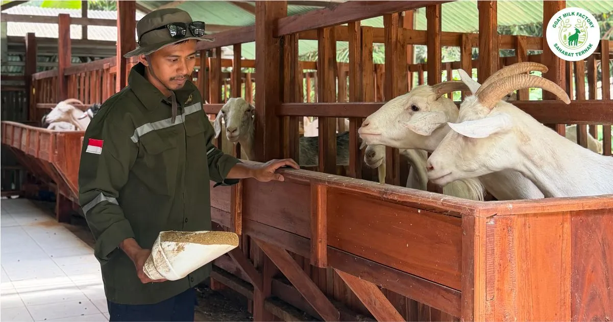 Peran peternak lokal dalam kesuksesan PT Sahabat Ternak Farm