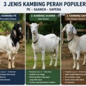 enis kambing perah PE Saanen Sapera