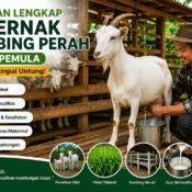 beternak kambing perah untuk pemula di kandang