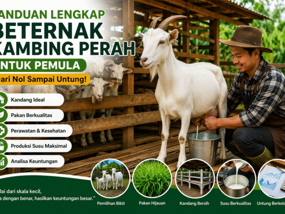 Panduan Lengkap Beternak Kambing Perah untuk Pemula (Dari Nol sampai Untung)