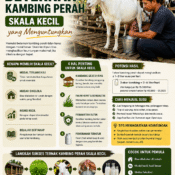 beternak kambing perah skala kecil di rumah