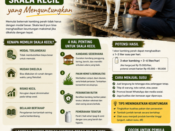 Cara Beternak Kambing Perah Skala Kecil yang Menguntungkan