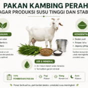 pakan kambing perah agar produksi susu tinggi dan stabil