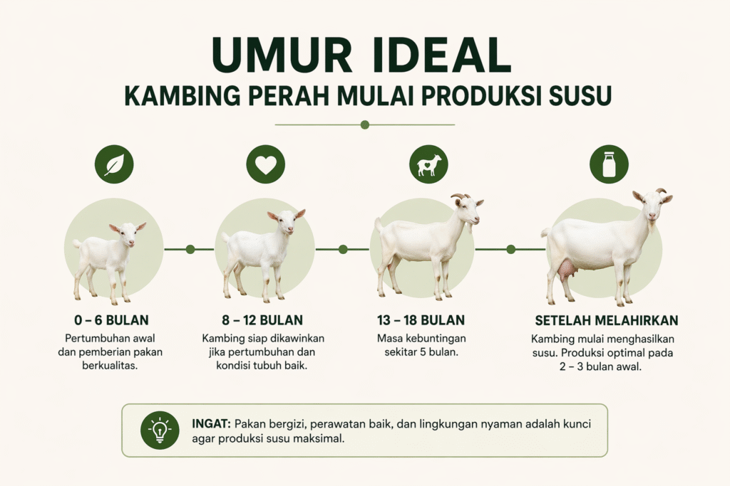 Umur Ideal Kambing Perah Mulai Produksi Susu