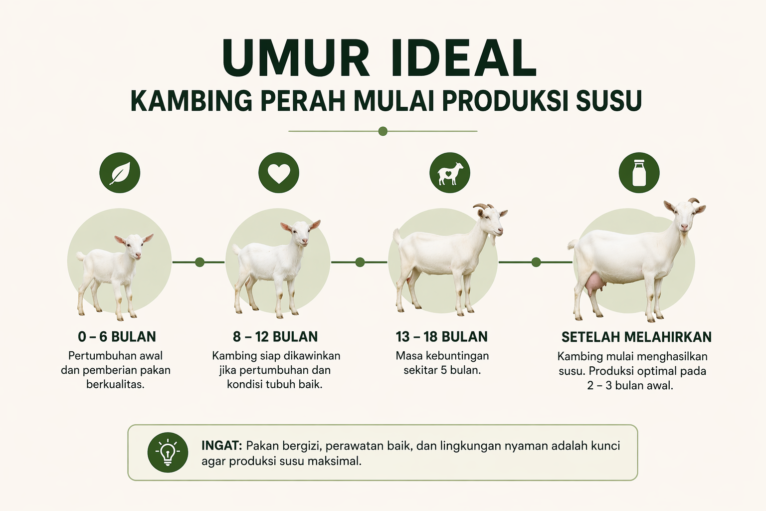 umur ideal kambing perah mulai produksi susu setelah melahirkan