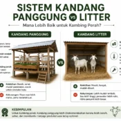 perbandingan sistem kandang panggung vs litter untuk kambing perah