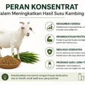 peran konsentrat dalam meningkatkan hasil susu kambing perah