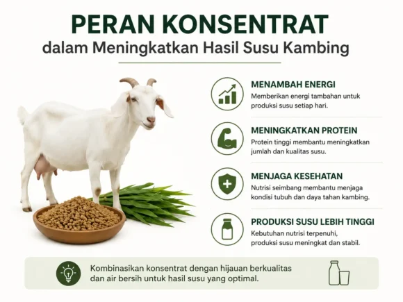 Peran Konsentrat dalam Meningkatkan Hasil Susu Kambing